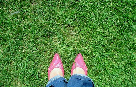 shoes in grass Free Photo Download | FreeImages