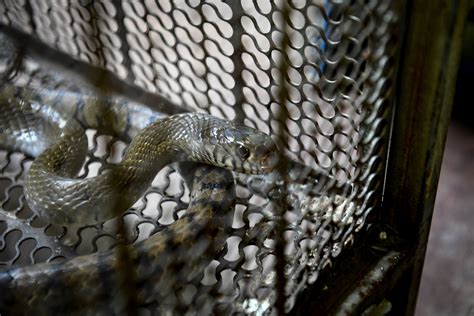 Rat Snake Slithering Out of Clothing Donation Bin Causes Panic - Newsweek