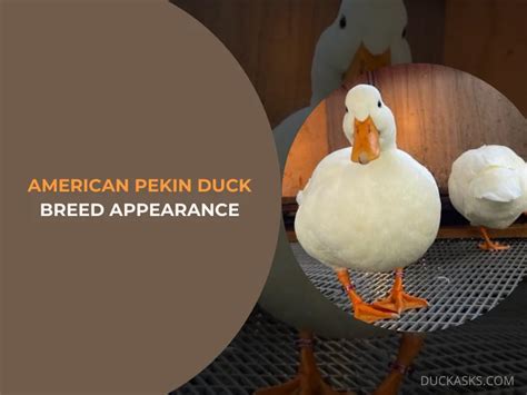 American Pekin Duck: History And Behaviors - Duck Asks