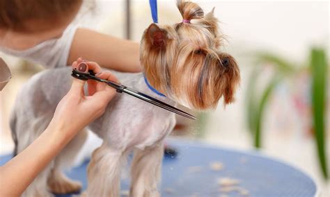 Cuándo debo cortarle el pelo a un perro Foto 1