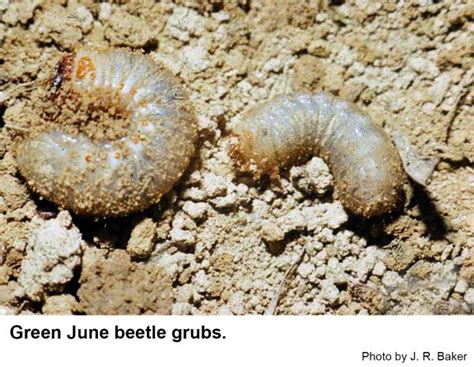 Green June Beetle Larvae