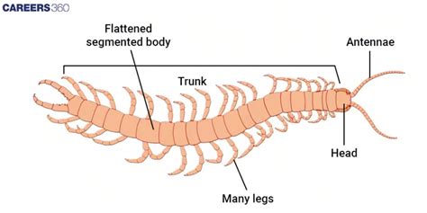 Phylum Arthropoda Definition Characteristics Classification And