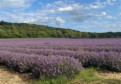 Castle Farm In Shoreham Near Sevenoaks Rated One Of The Uks Most