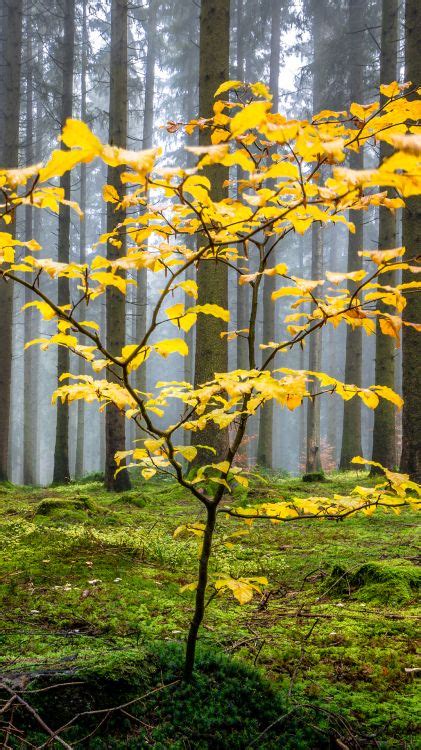 Kostenlose Hintergrundbilder Natur Baum Branch Zweig Stamm Bilder