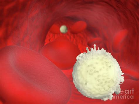 Lymphocytes And Red Blood Cells #2 by Science Photo Library