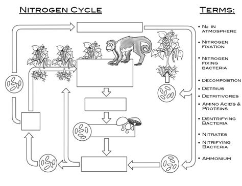 The Nitrogen Cycle Worksheets