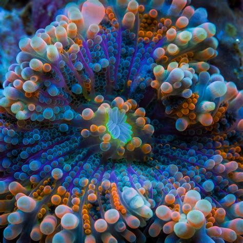 Blue And Orange Ricordea Yuma Mushroom Coral Reef Aquarium Reef