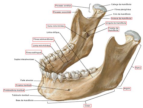 Anatomia Face Mandíbula Anatomia