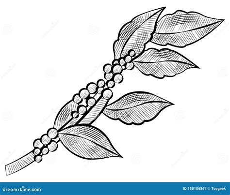 Branch Of Coffee Beans And Leaves Isolated Icon Stock Vector