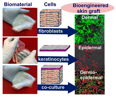 Cells Free Full Text A Concise Review On Tissue Engineered