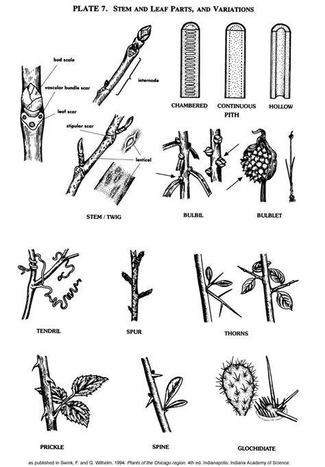 Vplants Plant Glossary All Plates Plant Structure Plant Notes