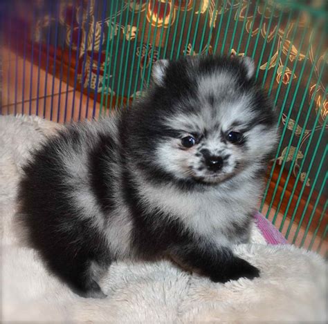 Blue Merle Pomeranian Puppies For Sale