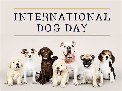 What Is Happy National Dog Day Is Dog Day National Or International