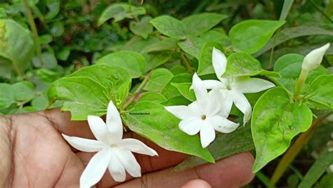 Quick Care Ideas: Jasmine Plant Propagation & Care -Plant Care 365