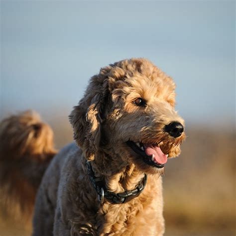 5 Most Common Goldendoodle Health Issues | Vetericyn