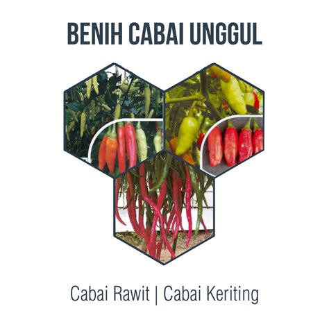 Jual Benih Cabai Hibrida Unggul Cabai Rawit Pedas Cabe Keriting