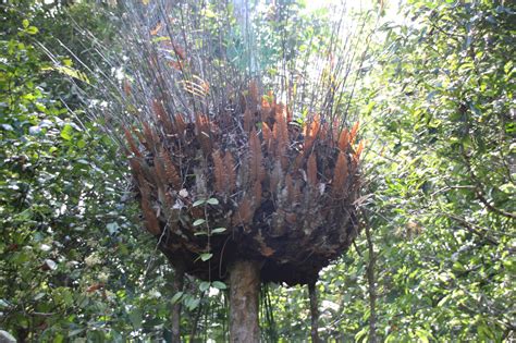 Kurunda And The Skyrail Rainforest Cableway