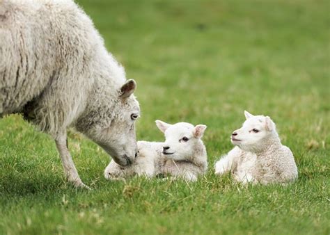 Over The Past Lambing Seasons The Main Thing The Sheep Giving Birth