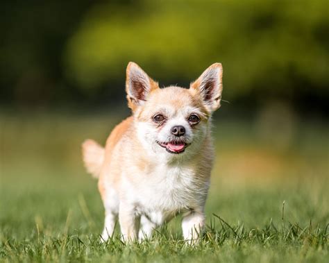 Chorkie: Your Complete Guide - Dog Academy