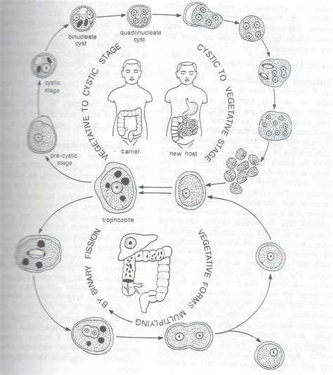 Entamoeba Histolytica Life Cycle