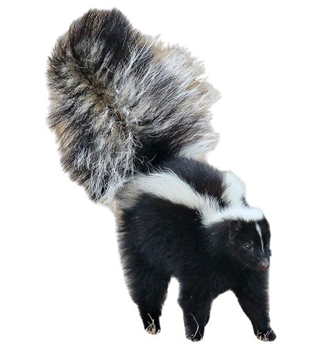 Skunk Transparent Images Clip Art PNG Play