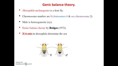 Genic Balance Theory Of Sex Determination In Drosophila By Bridge