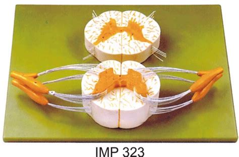 Buy Spinal Cord With Nerve Branches Get Price For Lab Equipment