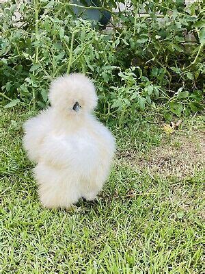 6 Show Quality Silkie Chicken Fertile Hatching Eggs All Colors Bearded