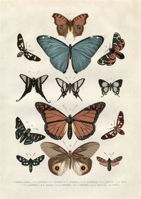 Vintage Butterflies Poster Art And Illustration Retro Poster