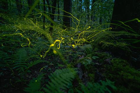 Blue ghost fireflies in the Blue Ridge Mountains of North Carolina [OC ...