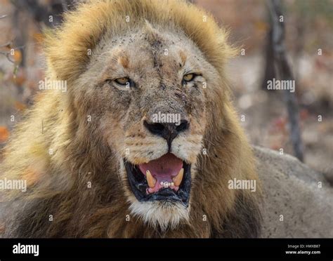 Male Lion In The Wind Hi Res Stock Photography And Images Alamy