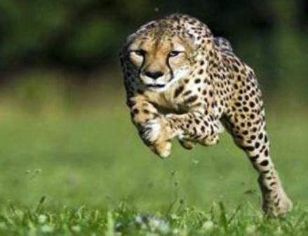 Animals Plants Rainforest: Cheetah running speed