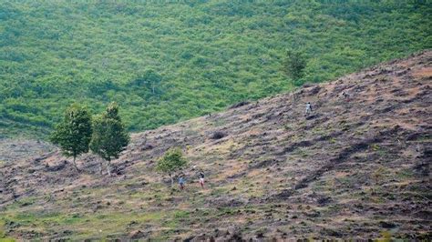 Hektare Hutan Di Ntb Kritis Ribu Hektare Gundul Bak