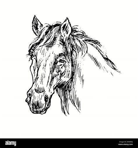 Arabian Horse Head Line Drawing