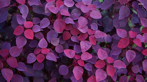 Purple Leaves Wallpapers - Top Free Purple Leaves Backgrounds ...