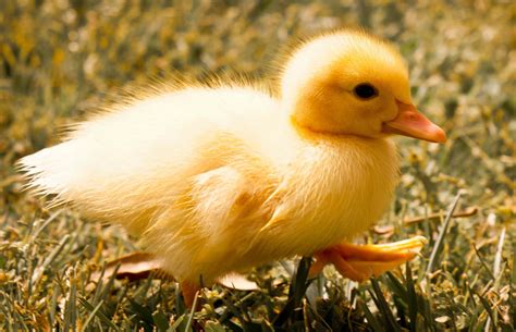 Download Baby Duck Background | Wallpapers.com