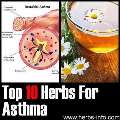 Herbs For Asthma