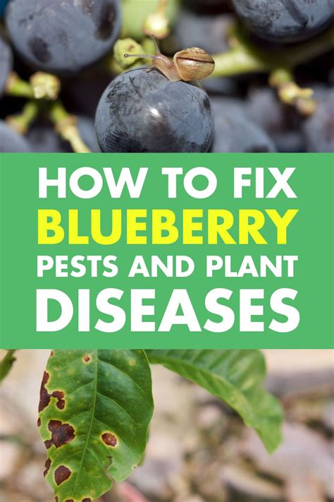 Blueberry Pests And Plant Diseases Luv2garden Plant Diseases