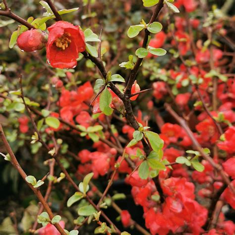 Chaenomeles Speciosa ΤΣΙΝΤΟΝΙΑ Χορομίδης