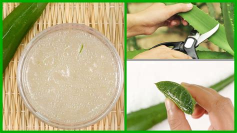 How To Make Aloe Vera Gel At Home Easiest Way Youtube