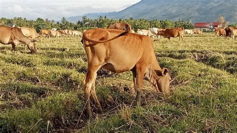 Sapi Lucu Anak Lembu Ngak Bisa Jauh Dari Induknya YouTube