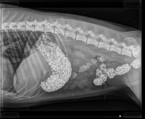 Dog Digestive Obstruction X Ray Stock Image Image 30050539