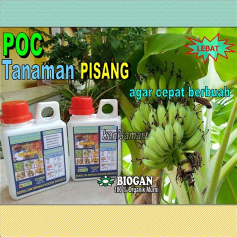 Jual Pupuk Organik Cair Poc Biogan Untuk Berbagai Tanaman Buah Pisang