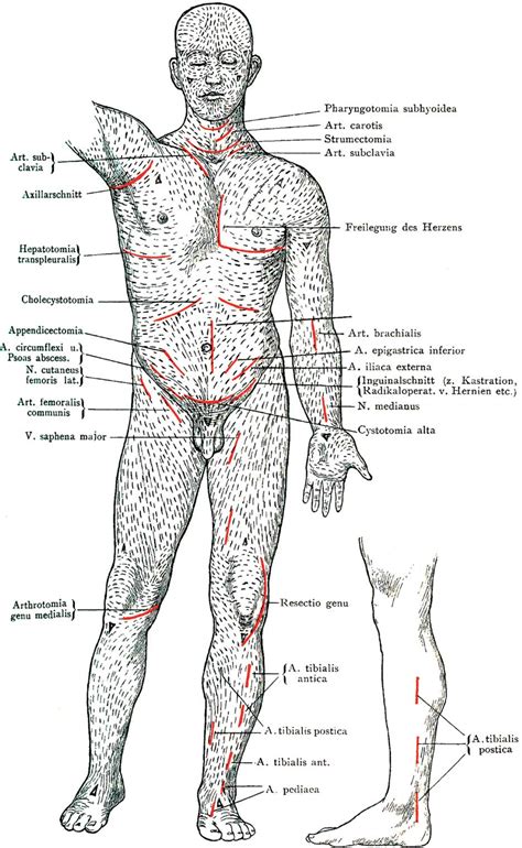 Figure 2 from The tangled web of Langer's lines. - Semantic Scholar