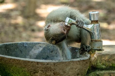 Thirsty Macaque Monkey at Water Tap · Free Stock Photo