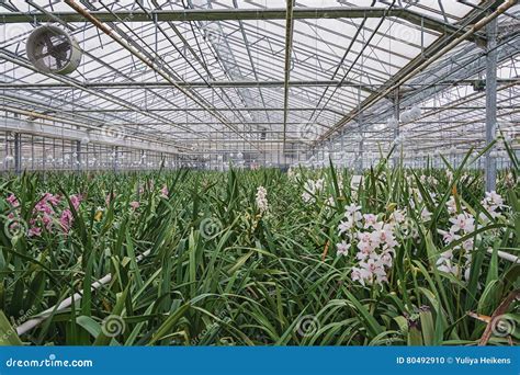 Orchids Growing in a Greenhouse Stock Photo - Image of lines, blooming: 80492910