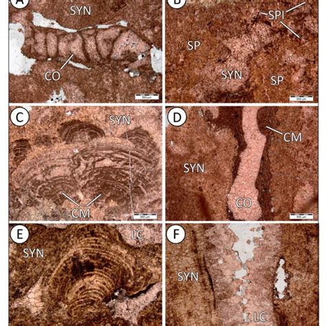 Photomicrographs Showing Primary And Diagenetic Carbonate Phases