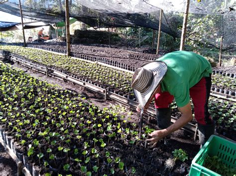 7 claves para tener en cuenta al momento de establecer un Vivero de Café