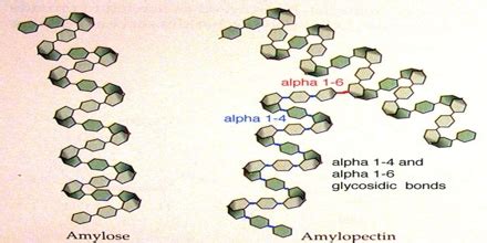 Difference between Amylose and Amylopectin - QS Study