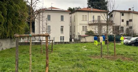 18 Nuovi Alberi Per Larea Verde Di Via Del Pelago Con Il Progetto